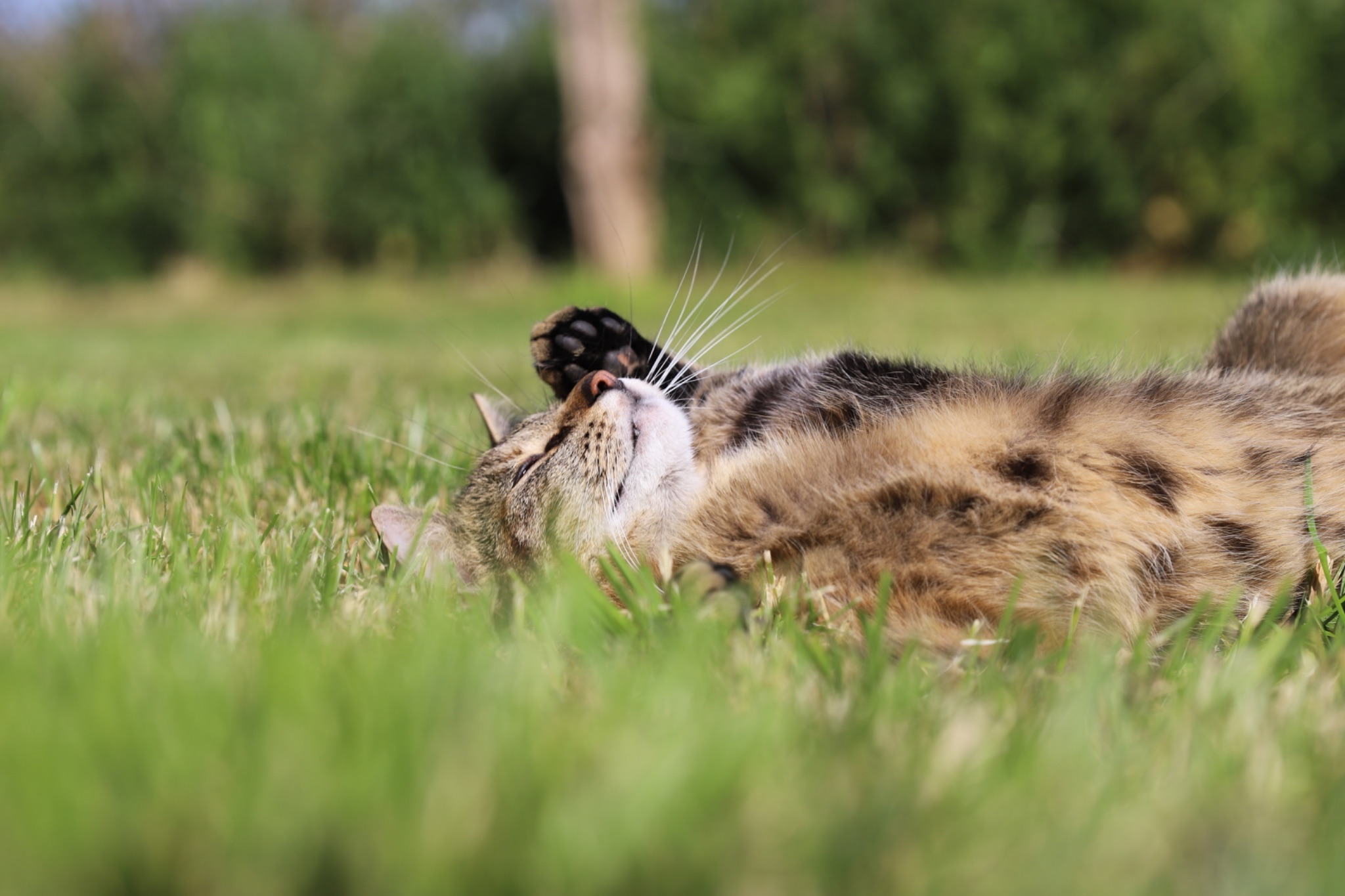 Tapsi liegt in der Wiese und putzt sich und reckelt sich  7606